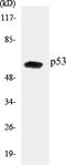 p53 antibody, EKC1426, Boster Biological Technology, Western Blot image 