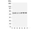 Serine/Threonine Kinase 11 antibody, R30422, NSJ Bioreagents, Western Blot image 