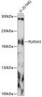 Plexin A3 antibody, 15-785, ProSci, Western Blot image 