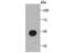 Uncharacterized protein C1orf175 homolog antibody, NBP2-66884, Novus Biologicals, Western Blot image 