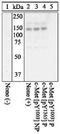 c-met antibody, 44-882G, Invitrogen Antibodies, Western Blot image 