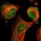 Ellis-van Creveld syndrome protein antibody, NBP1-84039, Novus Biologicals, Immunofluorescence image 