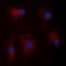 Cell Death Inducing DFFA Like Effector B antibody, orb74422, Biorbyt, Immunofluorescence image 