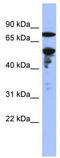 Zinc Finger Protein 549 antibody, TA345578, Origene, Western Blot image 