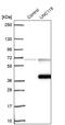 Protein unc-119 homolog A antibody, PA5-59781, Invitrogen Antibodies, Western Blot image 