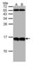 Small Nuclear Ribonucleoprotein 13 antibody, LS-C186056, Lifespan Biosciences, Western Blot image 