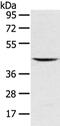 V-set and immunoglobulin domain-containing protein 8 antibody, CSB-PA967744, Cusabio, Western Blot image 