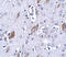 Atonal BHLH Transcription Factor 8 antibody, 5109, ProSci, Immunohistochemistry paraffin image 
