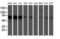 5-Aminoimidazole-4-Carboxamide Ribonucleotide Formyltransferase/IMP Cyclohydrolase antibody, LS-C173846, Lifespan Biosciences, Western Blot image 