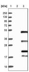 Interferon Regulatory Factor 2 antibody, NBP1-89433, Novus Biologicals, Western Blot image 