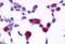G Protein-Coupled Receptor 4 antibody, orb79827, Biorbyt, Immunohistochemistry paraffin image 