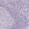 Solute carrier family 22 member 8 antibody, HPA044174, Atlas Antibodies, Immunohistochemistry frozen image 