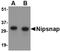 Protein NipSnap homolog 1 antibody, NBP1-76888, Novus Biologicals, Western Blot image 
