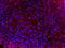 Mouse IgG (H+L) antibody, A-11005, Invitrogen Antibodies, Immunofluorescence image 