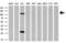Prominin-2 antibody, GTX83792, GeneTex, Western Blot image 