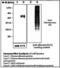 Nitrotyrosine antibody, LS-C62078, Lifespan Biosciences, Western Blot image 