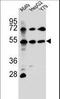Fibroblast growth factor receptor-like 1 antibody, LS-C166144, Lifespan Biosciences, Western Blot image 