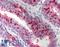 XIAP Associated Factor 1 antibody, LS-B618, Lifespan Biosciences, Immunohistochemistry frozen image 
