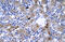 Interferon Regulatory Factor 9 antibody, ARP31200_P050, Aviva Systems Biology, Immunohistochemistry frozen image 