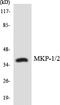 Dual specificity protein phosphatase 1 antibody, LS-C292181, Lifespan Biosciences, Western Blot image 