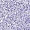 Beta-defensin 106 antibody, HPA045592, Atlas Antibodies, Immunohistochemistry frozen image 