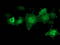 Cyclin Dependent Kinase 2 antibody, TA502833, Origene, Immunofluorescence image 