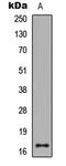 Histone H3 antibody, abx121423, Abbexa, Western Blot image 