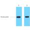 His tag antibody, LS-C387482, Lifespan Biosciences, Western Blot image 