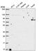 Rho GTPase Activating Protein 25 antibody, HPA061395, Atlas Antibodies, Western Blot image 