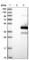 KTI12 Chromatin Associated Homolog antibody, HPA031205, Atlas Antibodies, Western Blot image 