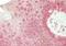 Rh Family C Glycoprotein antibody, orb125047, Biorbyt, Immunohistochemistry paraffin image 