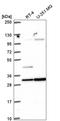 Ras association domain-containing protein 5 antibody, HPA070480, Atlas Antibodies, Western Blot image 