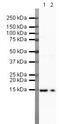 Fatty Acid Binding Protein 4 antibody, PA5-19811, Invitrogen Antibodies, Western Blot image 