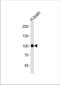 Cadherin 13 antibody, TA302114, Origene, Western Blot image 