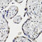 Neuron Navigator 2 antibody, 16-535, ProSci, Immunohistochemistry frozen image 