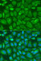 BCL2 Associated Athanogene 2 antibody, 23-166, ProSci, Immunofluorescence image 