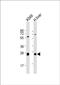 Prothyroliberin antibody, PA5-49509, Invitrogen Antibodies, Western Blot image 