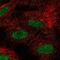 FLT3 Interacting Zinc Finger 1 antibody, NBP2-55994, Novus Biologicals, Immunofluorescence image 
