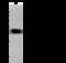 Cysteine-rich with EGF-like domain protein 2 antibody, 51148-T56, Sino Biological, Western Blot image 