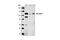 Protein Tyrosine Phosphatase Non-Receptor Type 12 antibody, 4864S, Cell Signaling Technology, Western Blot image 