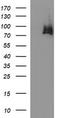 HSD17B4 antibody, LS-C338330, Lifespan Biosciences, Western Blot image 