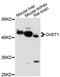 Carbohydrate sulfotransferase 1 antibody, LS-C748120, Lifespan Biosciences, Western Blot image 