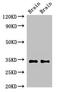 Putative neuropeptide Y receptor type 6 antibody, orb51986, Biorbyt, Western Blot image 