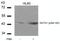 GF-1 antibody, 79-120, ProSci, Western Blot image 