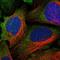 Leucine Rich Repeat Containing 37B antibody, HPA015135, Atlas Antibodies, Immunofluorescence image 