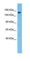 NPC1 Like Intracellular Cholesterol Transporter 1 antibody, orb327371, Biorbyt, Western Blot image 