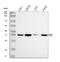 rRNA 2 -O-methyltransferase fibrillarin antibody, A03178-1, Boster Biological Technology, Western Blot image 