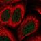 Basic Helix-Loop-Helix Family Member E41 antibody, HPA056035, Atlas Antibodies, Immunofluorescence image 