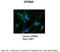 Glycoprotein M6A antibody, ARP65019_P050, Aviva Systems Biology, Immunohistochemistry paraffin image 
