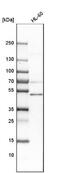 Natural Killer Cell Cytotoxicity Receptor 3 Ligand 1 antibody, NBP1-91144, Novus Biologicals, Western Blot image 